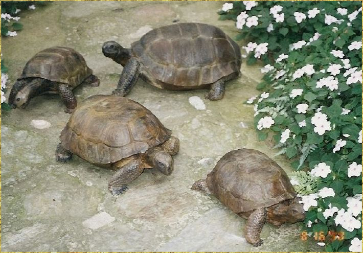 Gopher Tortoises